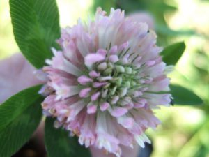 Bee-friendly plant Clover