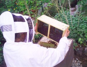 Installing honey bee package