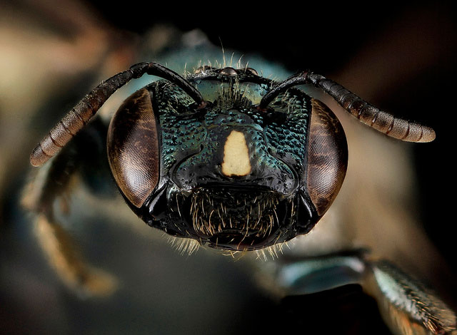 Ceratina mikamaqui. Image by Sam Droege.