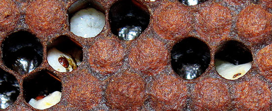 Varroa mites feeding on unsealed brood.