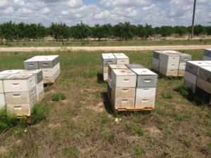 bee hives in orange groves
