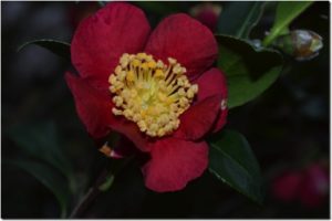 Winter Camellia - source of pollen for honey bees in winter