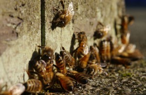 February bees drinking in a bad place (picture courtesy of M. Sullivan - © 2014)