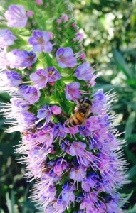 Bees on flowers