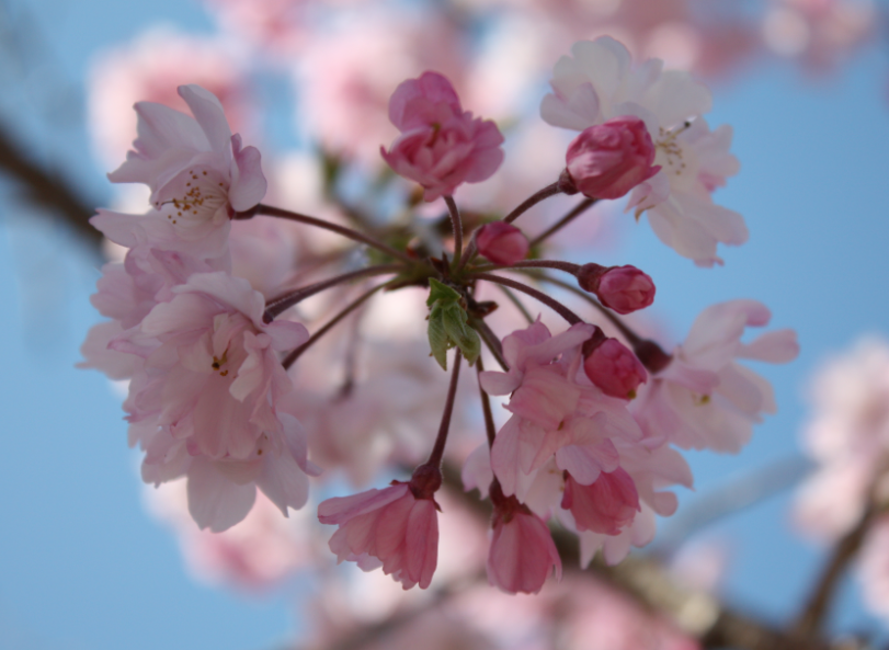 Cherry blossom in Tokyo - © Gerardo Dilillo