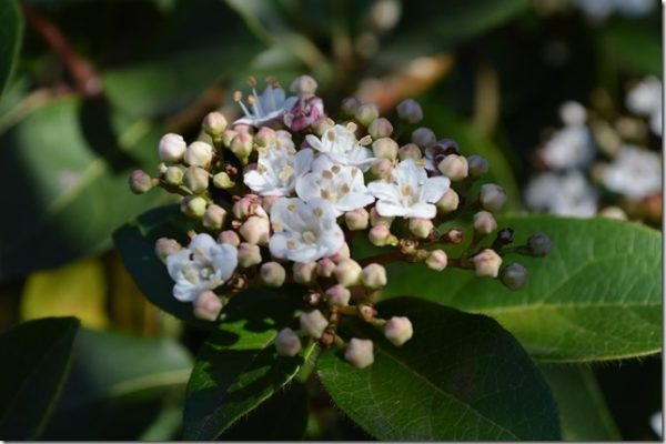 Bee Lunch: Viburnum tinus (Laurustinus) is a reliable winter bloomer ...