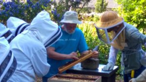 Peter Borst leading a hive inspection, PSBA Field Day 2015