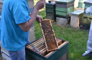 PSBA Apiary Hive Inspection