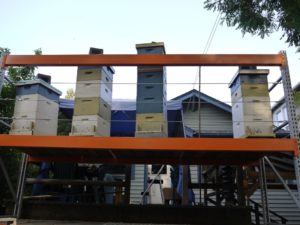 Honey Production Split brought in the honey