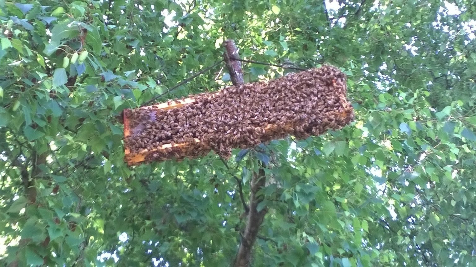 цветочная полка bee swarm