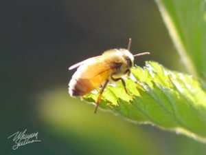 A bee on orientating flight rests on a blackberry leaf.