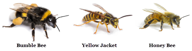 Insect Comparison: Bumble Bee, Yellow Jacket, and Honey Bee